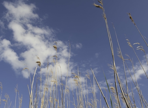Looking up at some tall reeds and a blue sky with a few white clouds