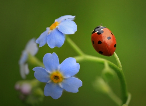 7 spot ladybird WildNet - Jon Hawkins - Surrey Hills Photography