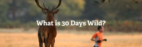 Deer and runner, What is 30 Days Wild?