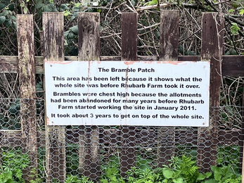 Bramble patch with fence