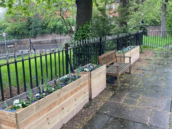 Planters containing flowers under a tree