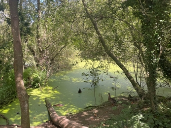 Woodland at Attenborough Nature Reserve