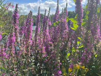 Wilderflowers at Attenborough