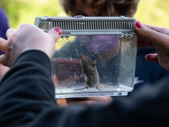 common shrew in viewing box