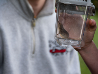 common shrew in viewing box