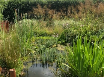 A stunning wildlife pond, full of activity