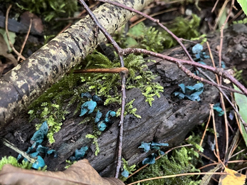 bright blue mushrooms on log