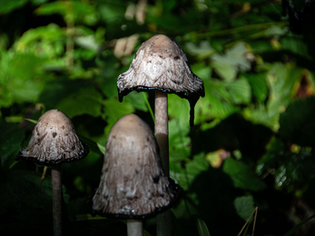 Shaggy inkcap mushroom