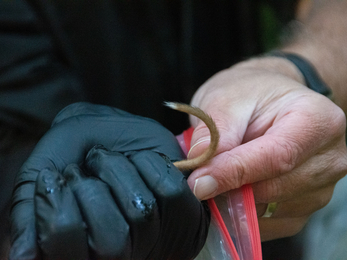 a white tipped tail