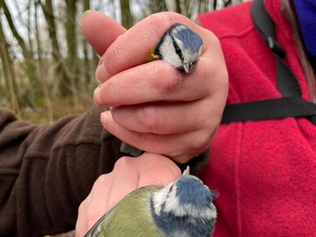 two blue tits on hands
