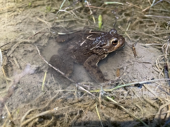 A common toad travelling to their breeding pond
