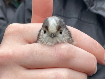 long tailed tit in a hand