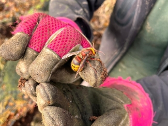 a queen hornet on a hand