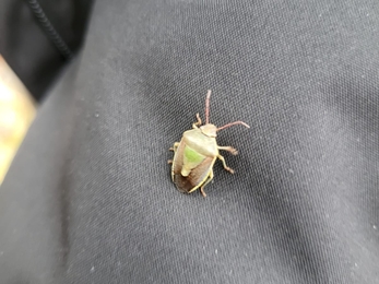 gorse shield bug