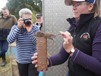 a water vole being released by Jenny Tratt