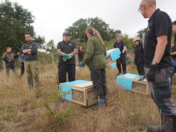 Volunteers moving the wooden soft release vole pens.