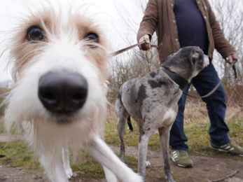 A dog sniffing the camera
