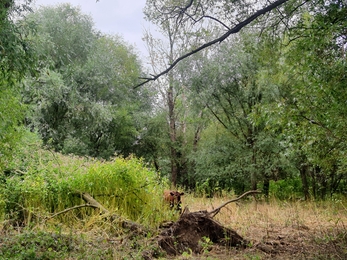 red cow hiding in tall vegetation