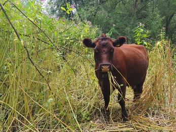 red cow eating tall vegetation