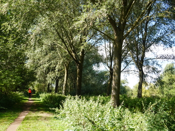 Tall straight willow trees in a line next to a path