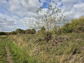 Unkempt field with green and brown scrub grass and trees 