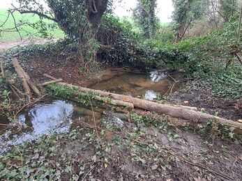 Branch across stream in woodland