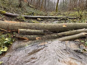 Tree branches and trunks laid across the ground as a dam across a stream of water