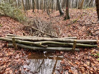 Branches across a stream in the woods