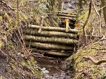 Dams built across stream