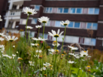 Daisy in urban area