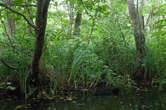 Wet woodland