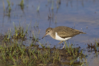 Common Sandpiper