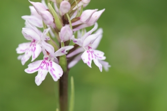 Common Spotted-orchid