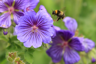 Early Bumblebee