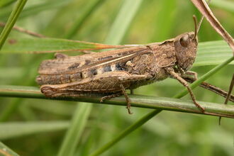 Common Field Grasshopper