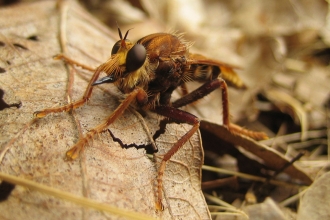 Hornet Robberfly