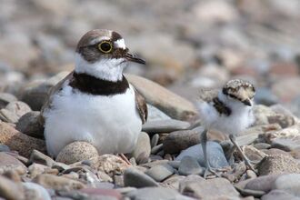 Little Ringed Plover with chick