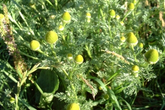 Pineappleweed