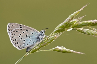 Large Blue butterfly