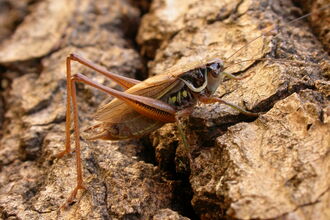 Roesel's Bush-cricket
