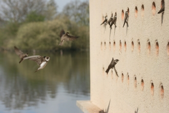 Sand Martin Hide Attenborough 