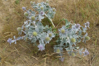 Sea-holly