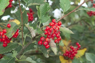 Common Whitebeam