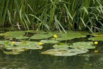 Yellow Water-lily