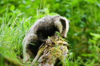 Badger Notts WT credit Elliott Neep NeepImages.com