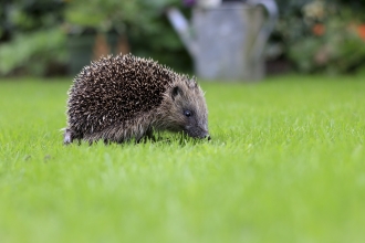 Hedgehog_c_Tom_Marshall-8