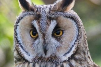  Long-eared Owl NottsWT cpt Darin Smith
