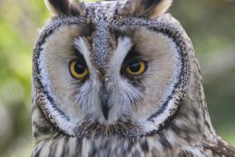  Long-eared Owl NottsWT cpt Darin Smith