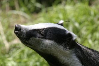 Badger Attenborough cpt Darin Smith