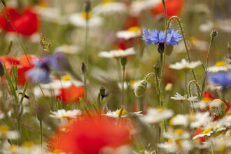 Wildflower Meadow NottsWT